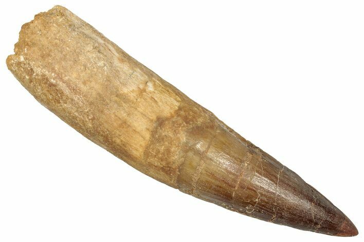Bargain, Real Fossil Spinosaurus Tooth - Reconstructed Root #351616